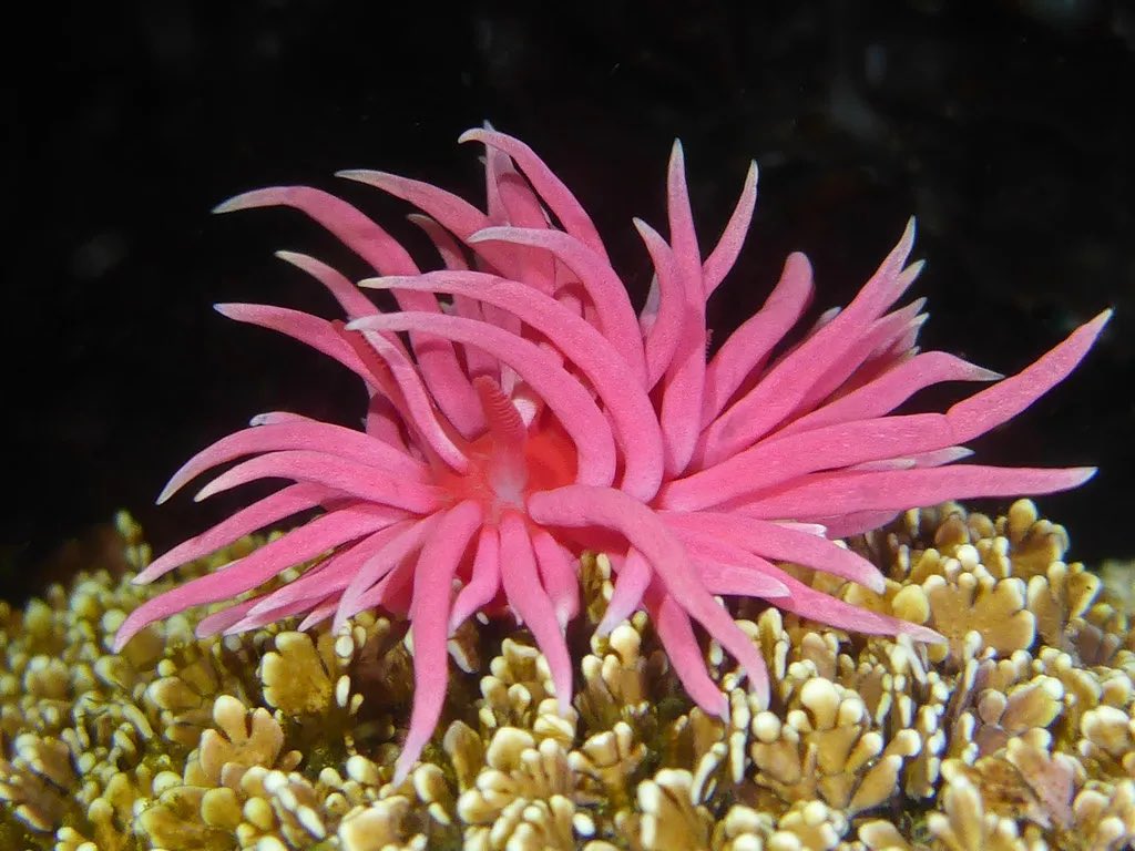 ꒰ daily aquatic lovelies ༚.° tweet media