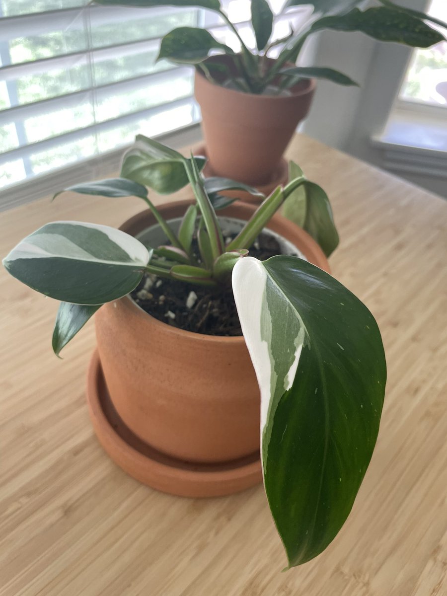 houseplantguy1's tweet photo. White Knight or Pink Princess???
#houseplants #planttwitter #plants https://t.co/VvqW2rIkOm