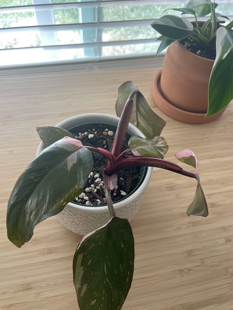 houseplantguy1's tweet photo. White Knight or Pink Princess???
#houseplants #planttwitter #plants https://t.co/VvqW2rIkOm