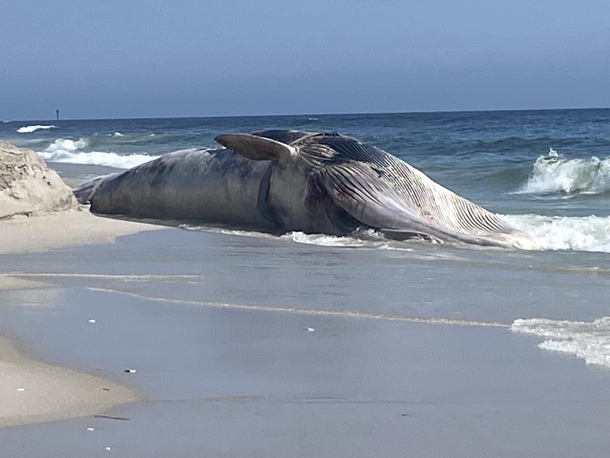 Did you know? #Whales possess the biggest hearts, both in size and spirit. Let's show them some love by standing against #OffshoreWind development &greed. Together, we can safeguard these majestic creatures &their ocean home. 🐳❤️ #ProtectOurOceans bit.ly/45qhQRX