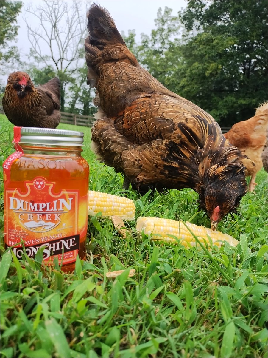 SueNelsonReilly's tweet photo. Doing a photo shoot for work, can't wait to see how they turn out. πππ #corninajar #tennesseecrafted #pairswithchicken #SundayFunday #dumplincreek #moonshine #chickens
@TotalWine https://t.co/yBhDFwF0CV
