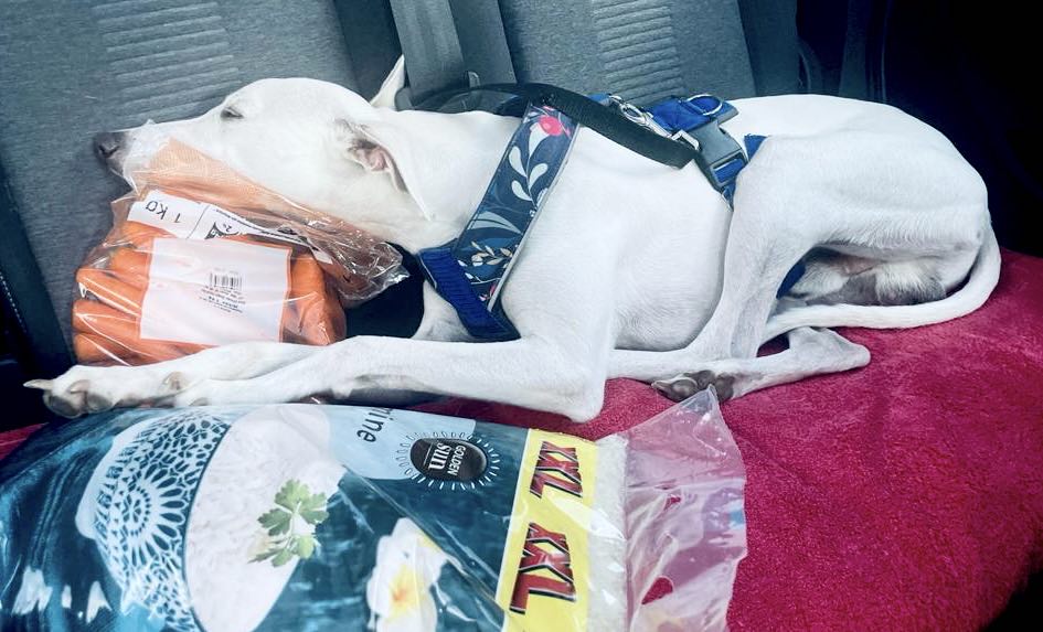 kunc_zidenice's tweet photo. Když ji miluješ, není co řešit! 🥕🐕
#Apollo #vipet https://t.co/x5GhaGwdzg