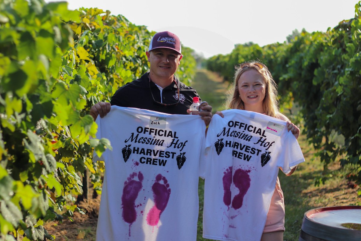 Messina_Hof's tweet photo. There are only two weekends left of our 46th Annual Harvest Festival, and events are almost full! Grab tickets to our various food, wine, and harvest experiences on our website. https://t.co/HtrhhPd8mF https://t.co/cb9fzcA4QR