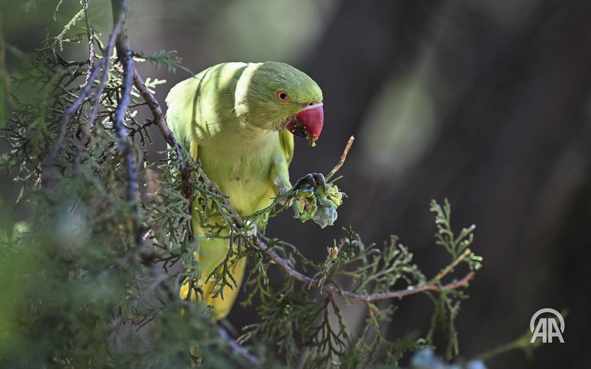 HalilSagrkaya's tweet image. Sokaklardan, parklardan, objektifimden
Bugün #Ankara dan..
⬇️⬇️

#sincap #papağan #kuğu #güvercin