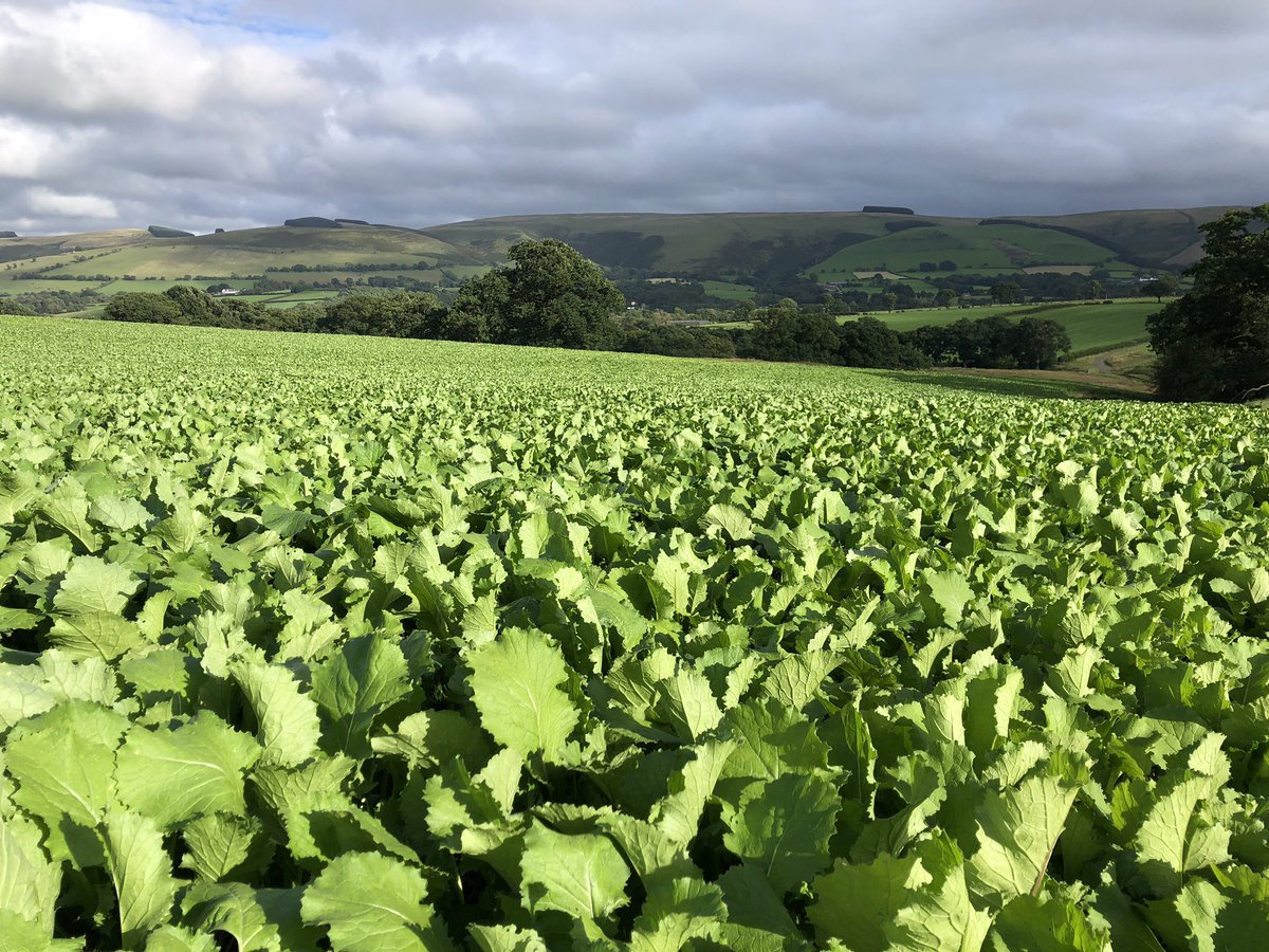 NeilDav87's tweet photo. Stubble turnips off to a better start than last year anyway #winterforage #rootcrop #sheep365 just have to hope the frost doesn’t take them now 🤞 https://t.co/Wx4K0FECmm