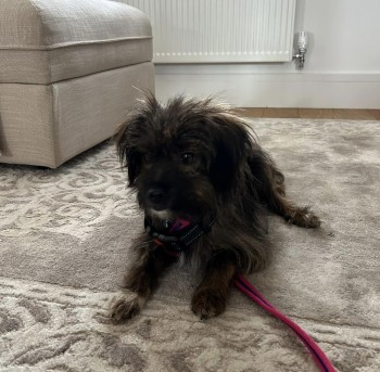 millypod1's tweet photo. MUFFIN HOME SAFE. THANKS FOR RT's 😊🐕🐾
🆘11 AUG 2023 #Lost MUFFIN #ScanMe
Black/Brown Cross Breed Female
Fen Meadows #Woodbridge #Suffolk #IP12
Muffin is very nervous, please do not chase or try to catch her.
https://t.co/5lGIEsLkyX… https://t.co/MJftWURF1M