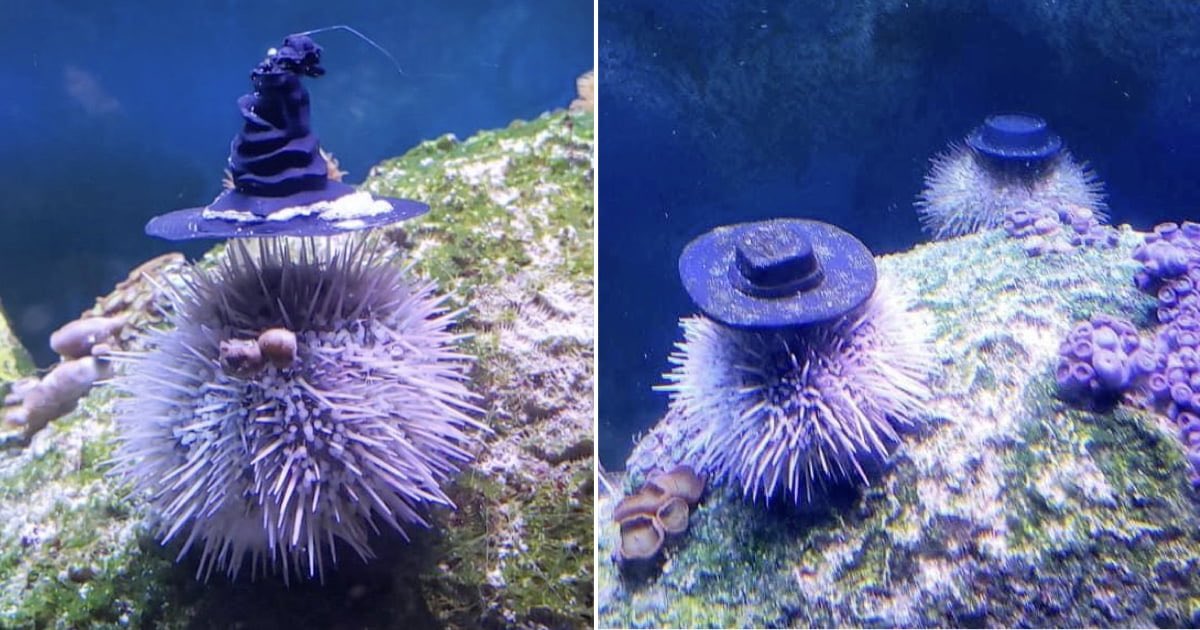 hannahrosewoods's tweet photo. It has come to my attention that sea urchins like hats https://t.co/xDt1EKXBxs