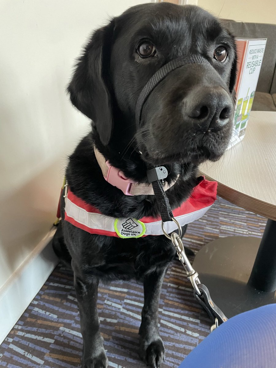 Imogen_OT's tweet photo. It’s the end of #InternationalAssistanceDogsWeek. My guide dog @guidedogs Sam is super special. She guides me because I am blind but she wears red because she is additionally trained by @MedDetectDogs to warn me of and treat my seizures and attacks. She is my lifeline and safety. https://t.co/0RqEQJySyU