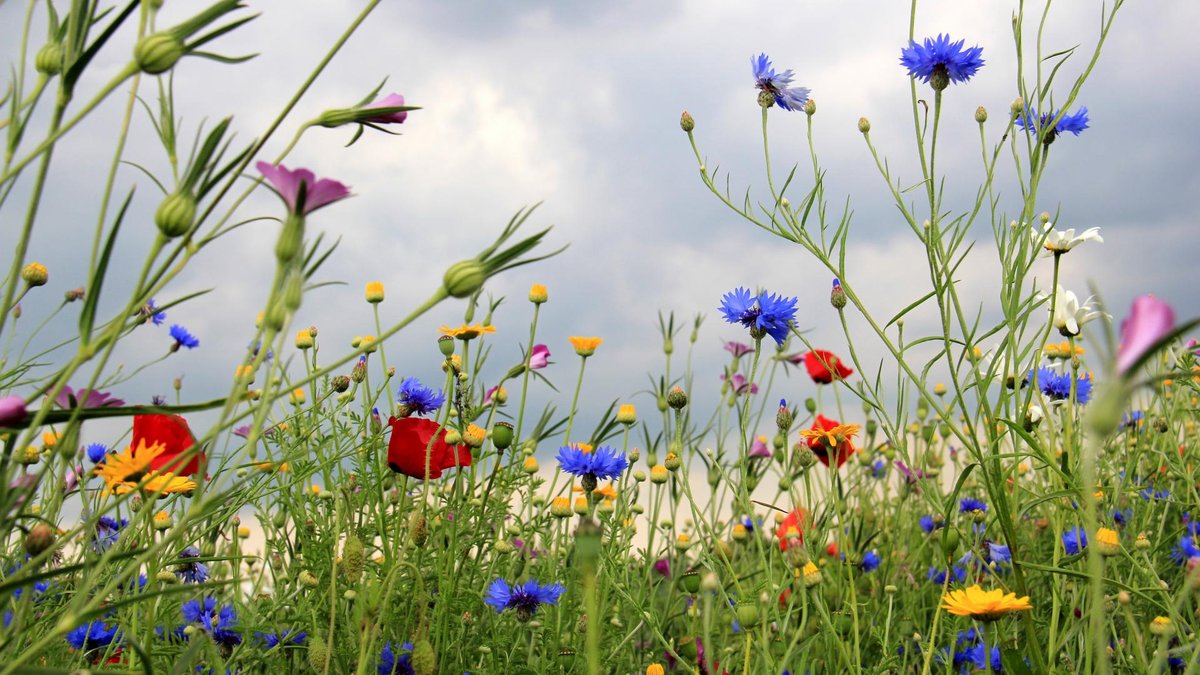 At_Geo's tweet image. atgeo.nl/nieuws/Gemeent…

@LingewaardGem #WOZ #BAG #BGT