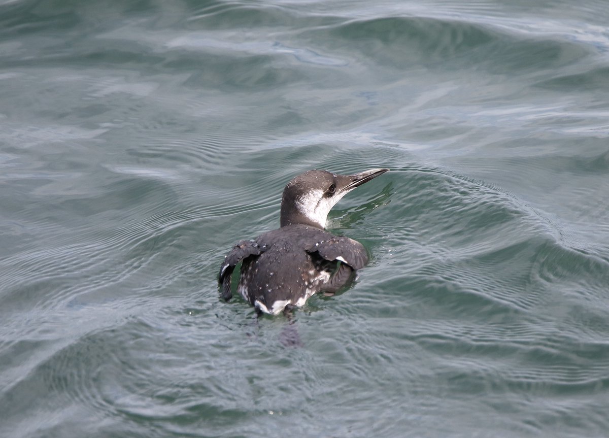 Quite aw few Razorbill's and Guillemot's close inshore near Seaham marina some looking a bit unwell alarmingly. GBBG's didnt seem to mind had four while i was there <a href="/DurhamBirdClub/">Durham Bird Club</a> #birding