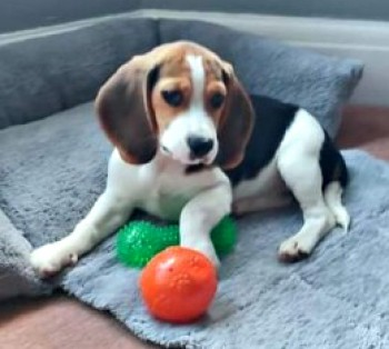 POPPY HOME SAFE. THANKS FOR RT's 😊🐕🐾

🆘10 AUG 2023 #Lost POPPY #ScanMe
YOUNG Beagle Female 
She escaped out of the front door & last sighted in Aspley Woods at about 4 pm #WoburnSands #MiltonKeynes #Buckinghamshire #MK17  
LOCAL HELP NEEDED. 
doglost.co.uk/dog-blog.php?d…