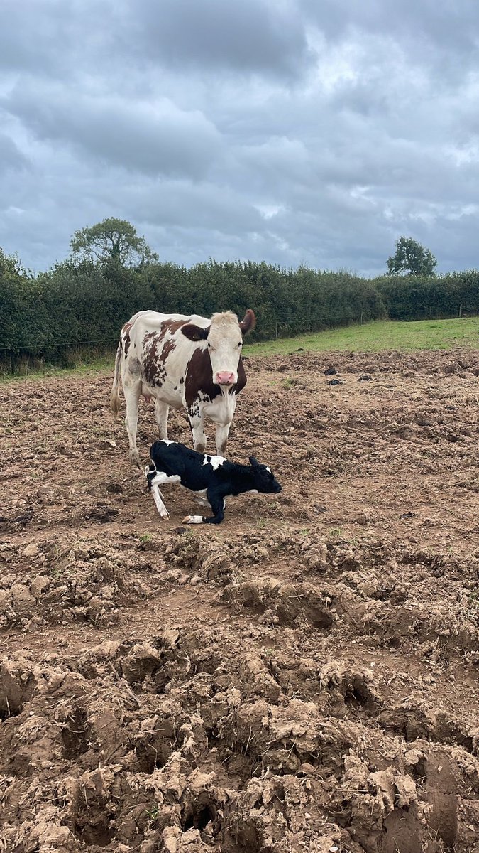 7 days to go until the planned start of calving and we have just passed 10% calved today.. our first monty with a friesian heifer 😁