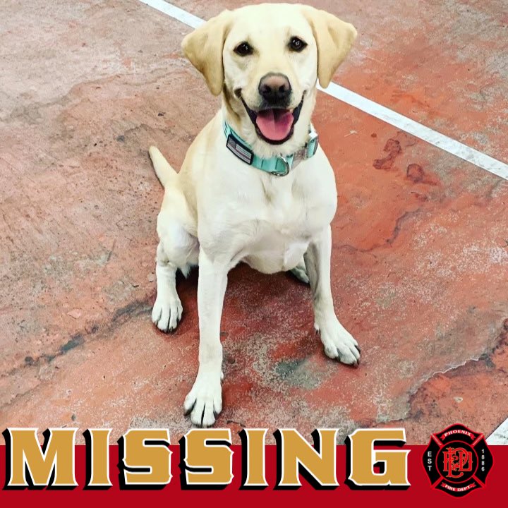 PHXFire's tweet photo. 🚨 MISSING 🚨 Please help #PHXFire find Moxie, a member of the Arizona Search Dog team for FEMA and the Phoenix Fire Department. She went missing last night around 7:30pm in Goodyear, near 178th ave and Sherman street. (Citrus and Yuma) https://t.co/g3shPvVZH5