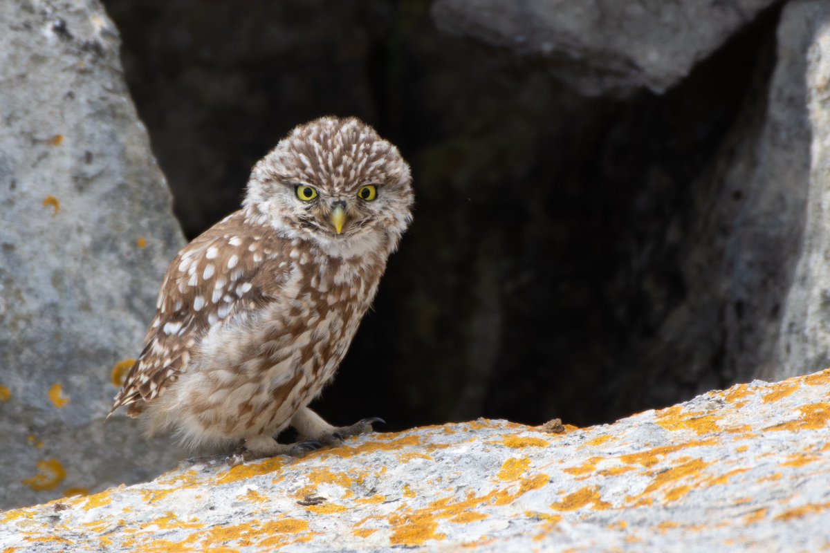 I saw my first Little Owl today 🥰 

Just look at that Adorable face 😍 

#nature #wildlife #birding #littleowl #Athenenoctua #TwitterNatureCommunity #owl #photography #photographer #birder