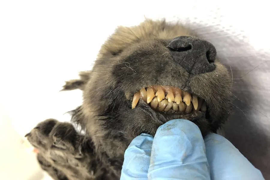 rarestorees's tweet photo. Dogor was found in the permafrost near the Indigirka River  in eastern Siberia during summer 2018.

 It is the body of a two-month-old male canine puppy. The body is remarkably well preserved, and its fur, whiskers, nose and teeth remain intact.

The animal has been determined to be 18,000 years old.

At first, DNA sequencing was unable to identify the animal as either a dog or a wolf. But it was later identified as an ancient wolf.