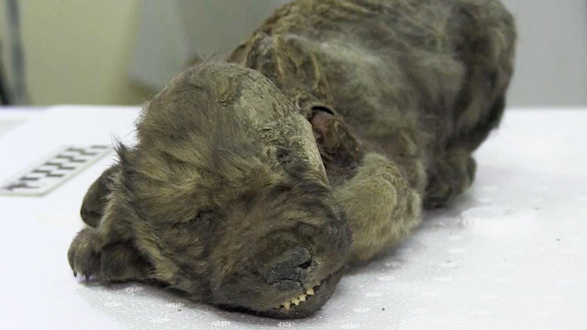 rarestorees's tweet photo. Dogor was found in the permafrost near the Indigirka River  in eastern Siberia during summer 2018.

 It is the body of a two-month-old male canine puppy. The body is remarkably well preserved, and its fur, whiskers, nose and teeth remain intact.

The animal has been determined to be 18,000 years old.

At first, DNA sequencing was unable to identify the animal as either a dog or a wolf. But it was later identified as an ancient wolf.
