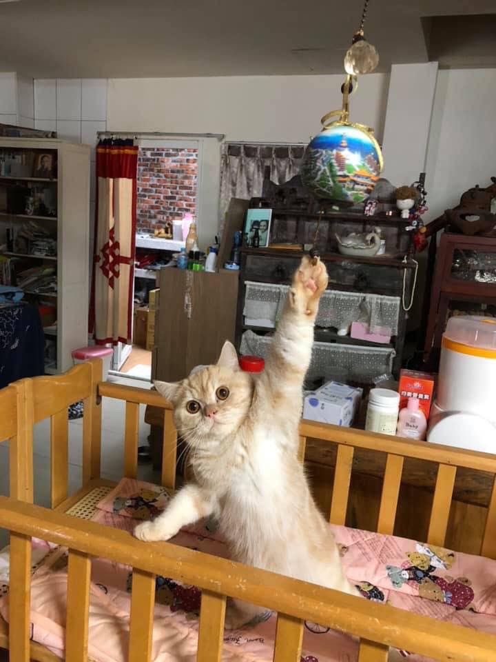 catpicsdealer's tweet photo. he has a silly question https://t.co/b6JcEXTeSS