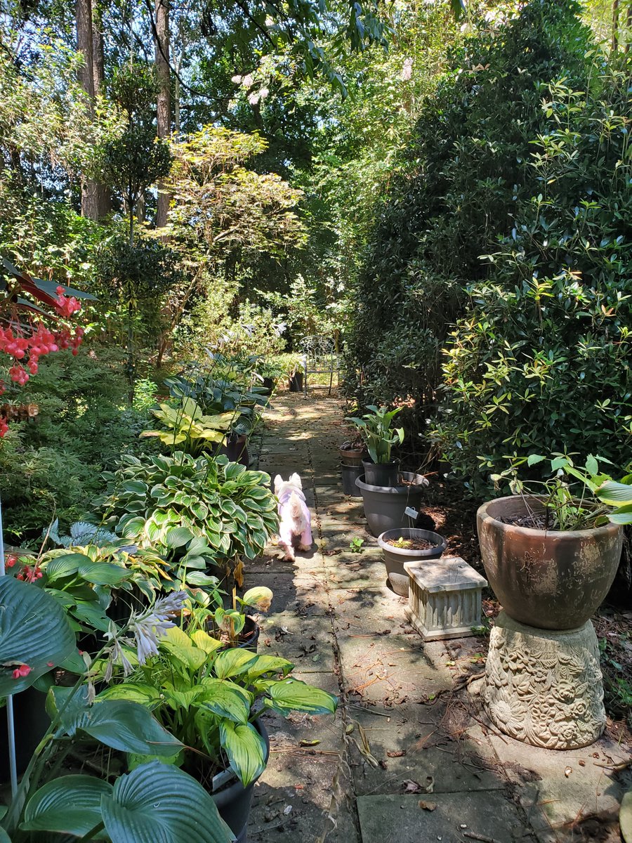 Sutton_Rose214's tweet photo. She wears her pajamas because of an irritated spot on her. The pajamas keep her from gnawing at it. She likes exploring the #backyardgarden. #westies #Georgia #augustheatwave https://t.co/KkdL2i1lBw
