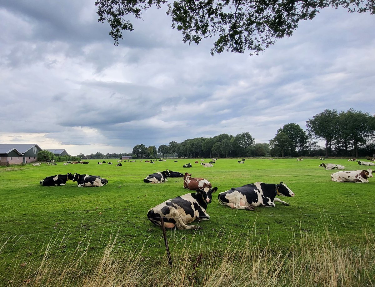 RZwartjens's tweet photo. Koeien bij #Haarle.  #Zondag #rustdag. https://t.co/U8tkkEDtYc