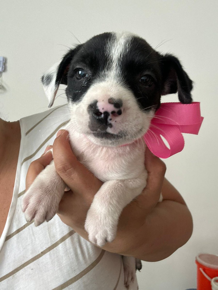 andrestorres_02's tweet photo. Ayuda por favor. 🚨
Estas 3 hermanitas están buscando hogar. Las encontraron a ellas (y otros 2 bebitos que ya tiene familia) en Michoacán. La mamá, desafortunadamente, ya estaba muerta. Pero una chica maravillosa rescató a las 5. https://t.co/jdsr6GQw7v