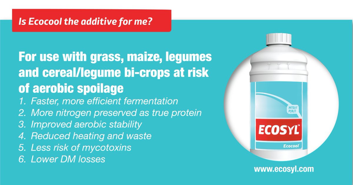 ecosyl_'s tweet photo. Losses in #maize #silage can be both visible and invisible! Heating caused by yeasts and molds is the obvious sign, but up to half the losses can be due to inefficient fermentation. To combat both problems, choose the additive #Ecocool - a game-changer in silage preservation! https://t.co/YHLjMmOOUn