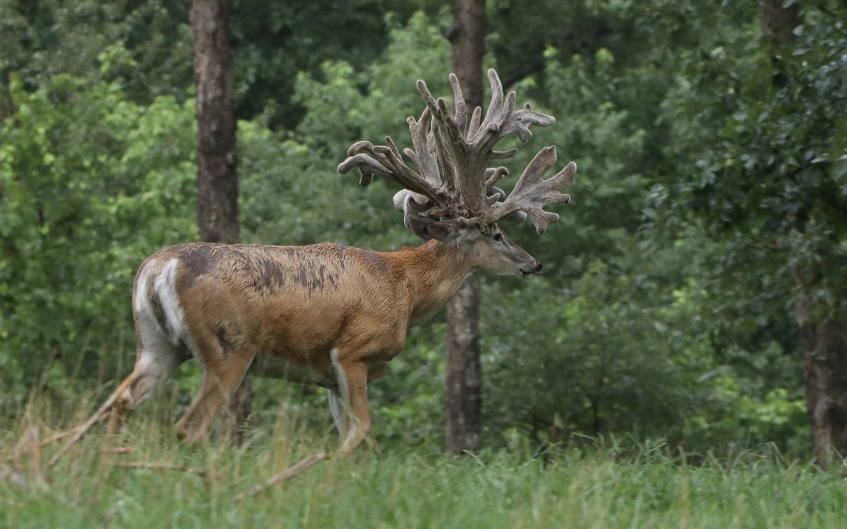 Look at the shovel on this Oak Creek Giant! Have you ever seen anything like him before?
#oakcreekgiant #missourideerhunting #bestdeerhunt
