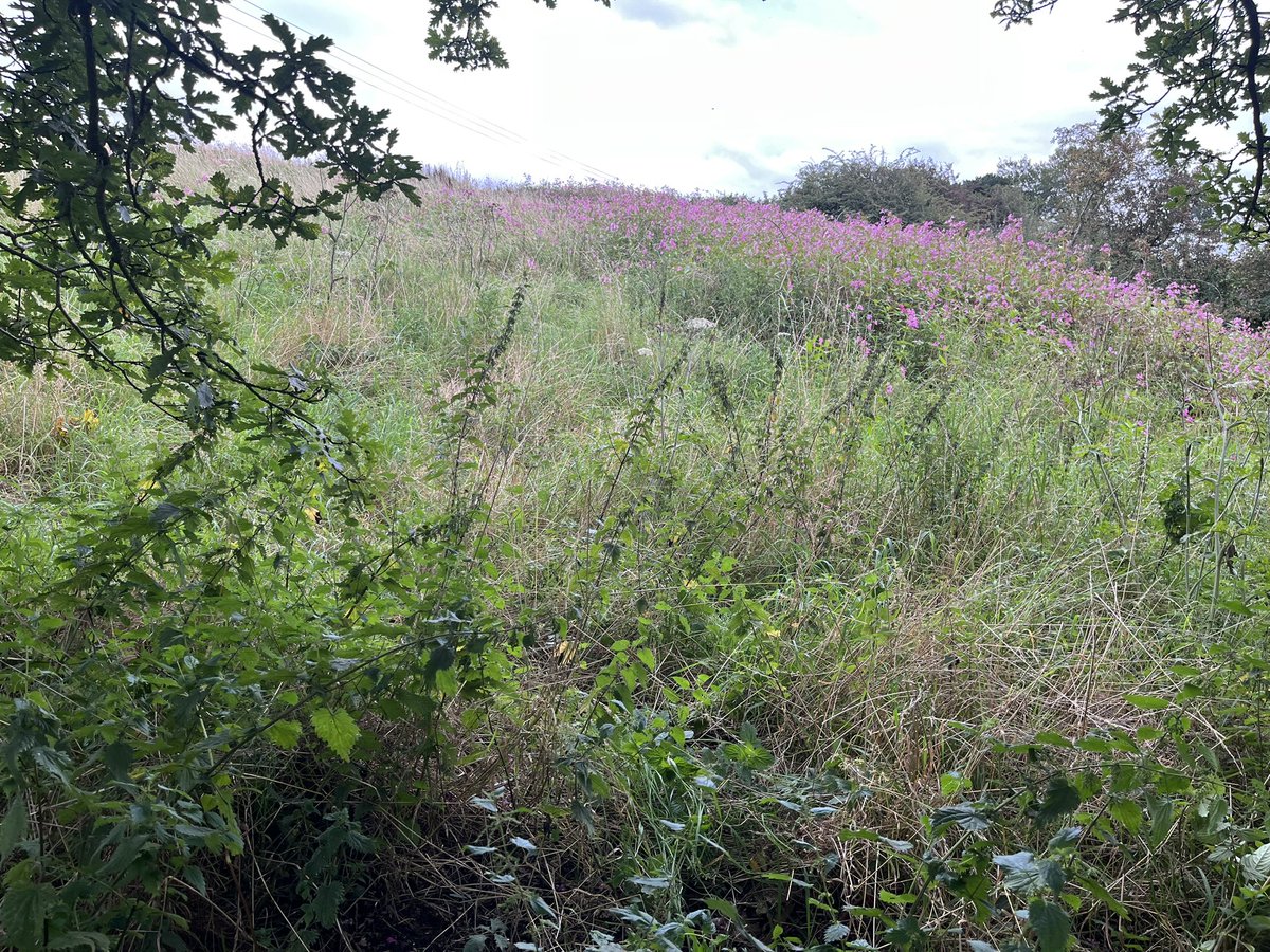 JackSpees's tweet image. After a while away from home, owing to a bereavement, I noticed someone had joined me in tackling the #INNS Himalayan Balsam in our local green space.  The fact I was not alone spurred me on where otherwise I think I would have not.  Just ten minutes…