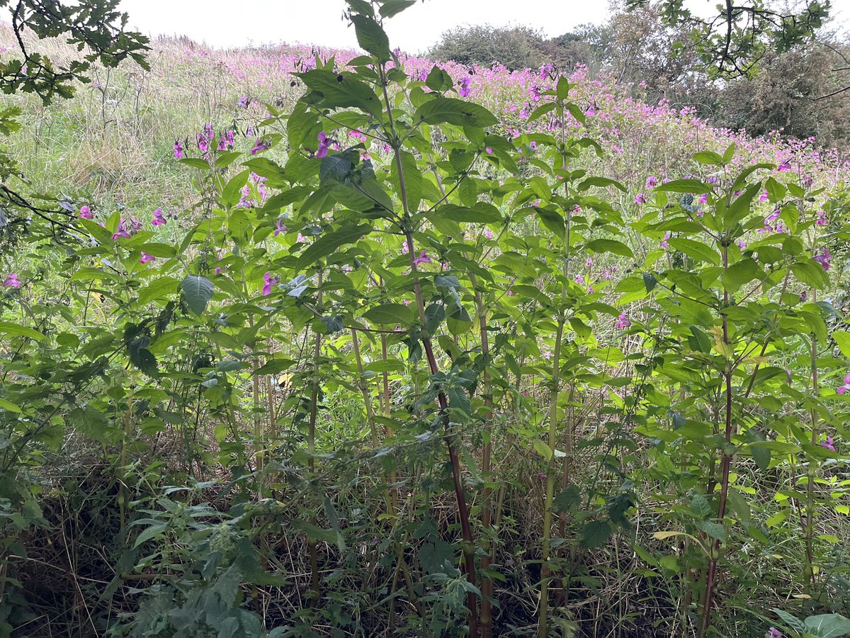JackSpees's tweet image. After a while away from home, owing to a bereavement, I noticed someone had joined me in tackling the #INNS Himalayan Balsam in our local green space.  The fact I was not alone spurred me on where otherwise I think I would have not.  Just ten minutes…