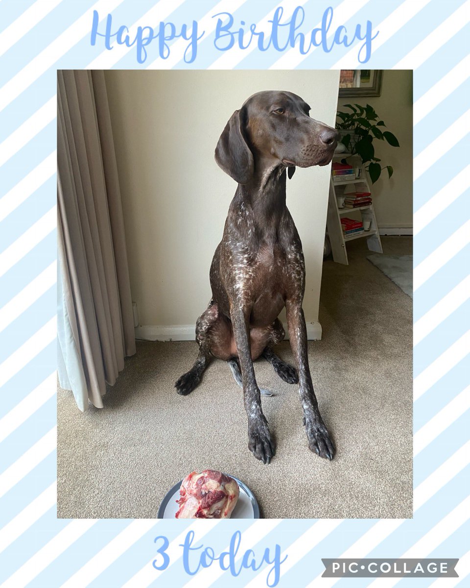 JimmyNurseNotts's tweet photo. Frank is 3 today. Celebrating with a treat #HappyBirthday #3today https://t.co/5MM2aPT6Y2