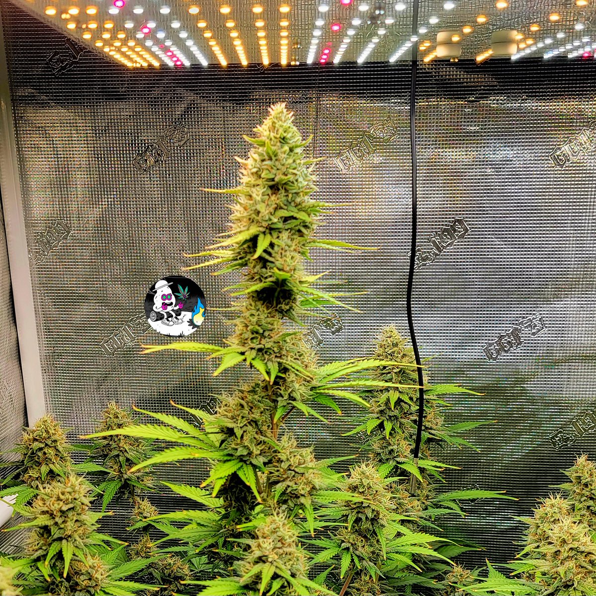 #OnlyPlant #OnlyFlower
3x3 <a href="/GorillaGrowTent/">Gorilla Grow Tent</a> with 2 auto flowering plants using <a href="/lotusnutrients/">Lotus Nutrients</a> in <a href="/FoxFarmSoil/">FoxFarm Soil & Fertilizer Company</a>.  Growing under <a href="/AcInfinityInc/">AC INFINITY</a> led light and ventilation equipment.  
#CannaLand #cannabisculture #weedlife #420community #THC