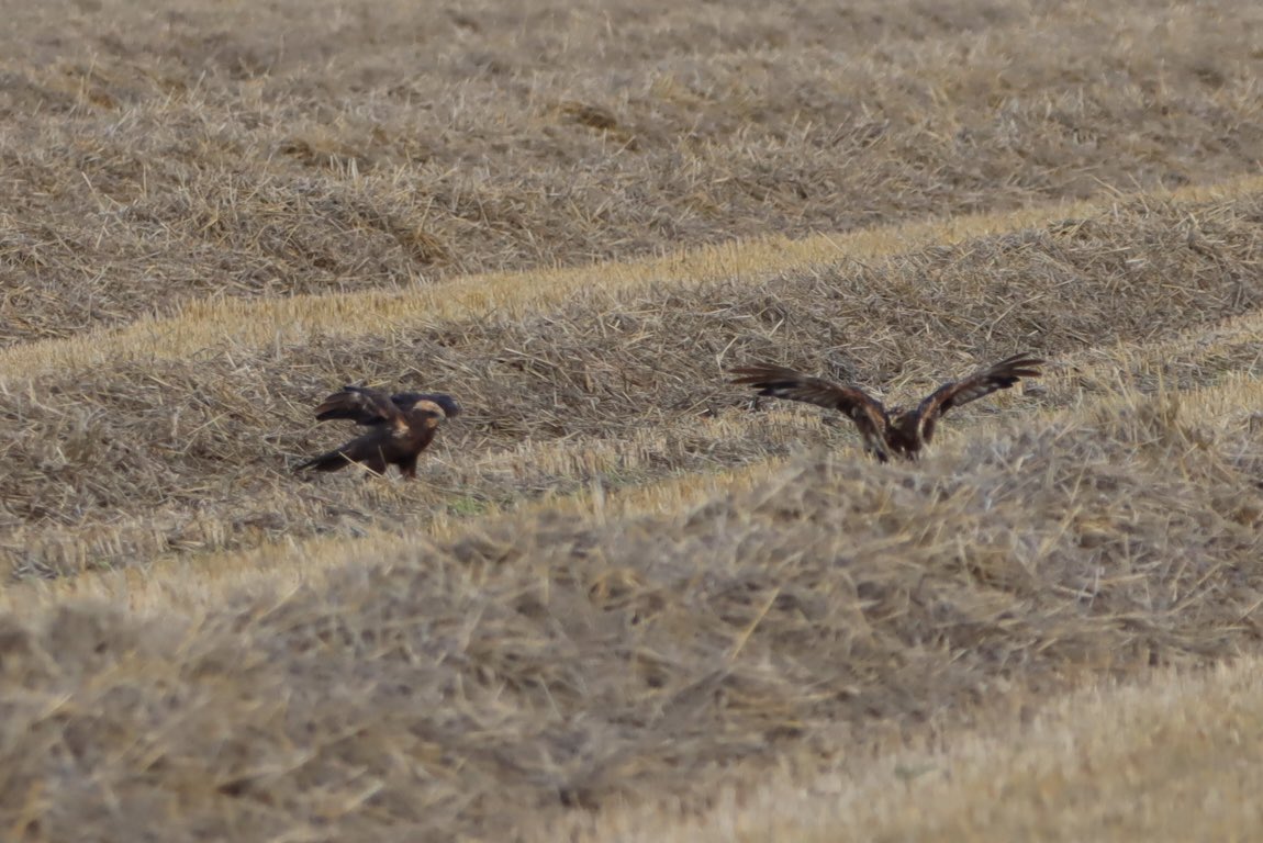 H_Vreugdenhil's tweet photo. Na de vakantie even checken hoe het met de nesten van de Kiekendieven afgelopen is. Volop jonge kieken in het veld. Daar wordt je blij van! https://t.co/nOTLhn6gkF