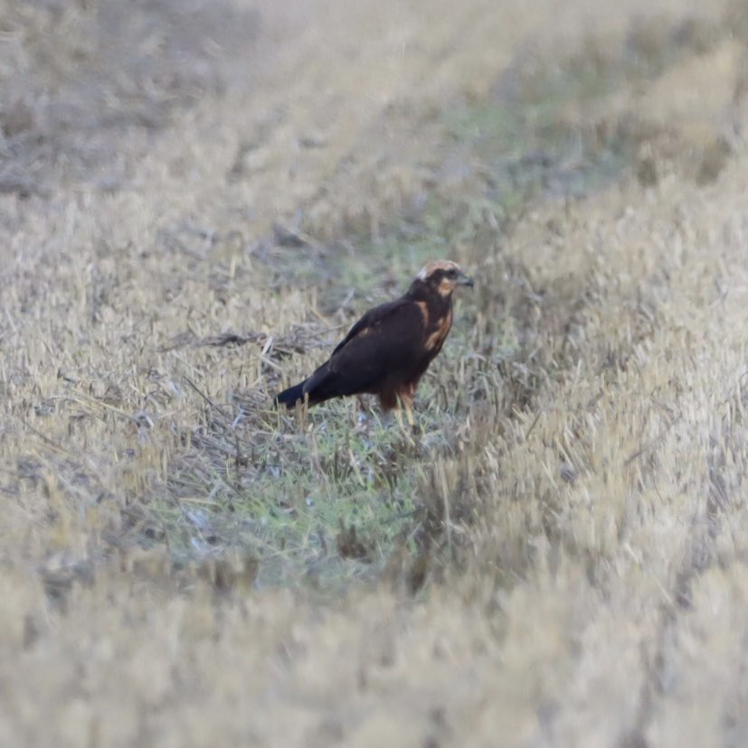 Na de vakantie even checken hoe het met de nesten van de Kiekendieven afgelopen is. Volop jonge kieken in het veld. Daar wordt je blij van!