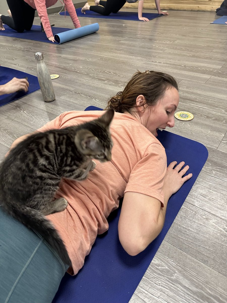 AlexAnimals's tweet photo. We had another packed house for two sessions of Kitten Yoga at Movement Gyms DMV - Crystal City! 🐾 This purr-fectly social bunch had a BLAST getting extra playtime and snuggles. Thank you to everyone who attended!
#alexanimals #alexandriava #novacats #dmvcats #kittenyoga https://t.co/yBEY8bxsNQ