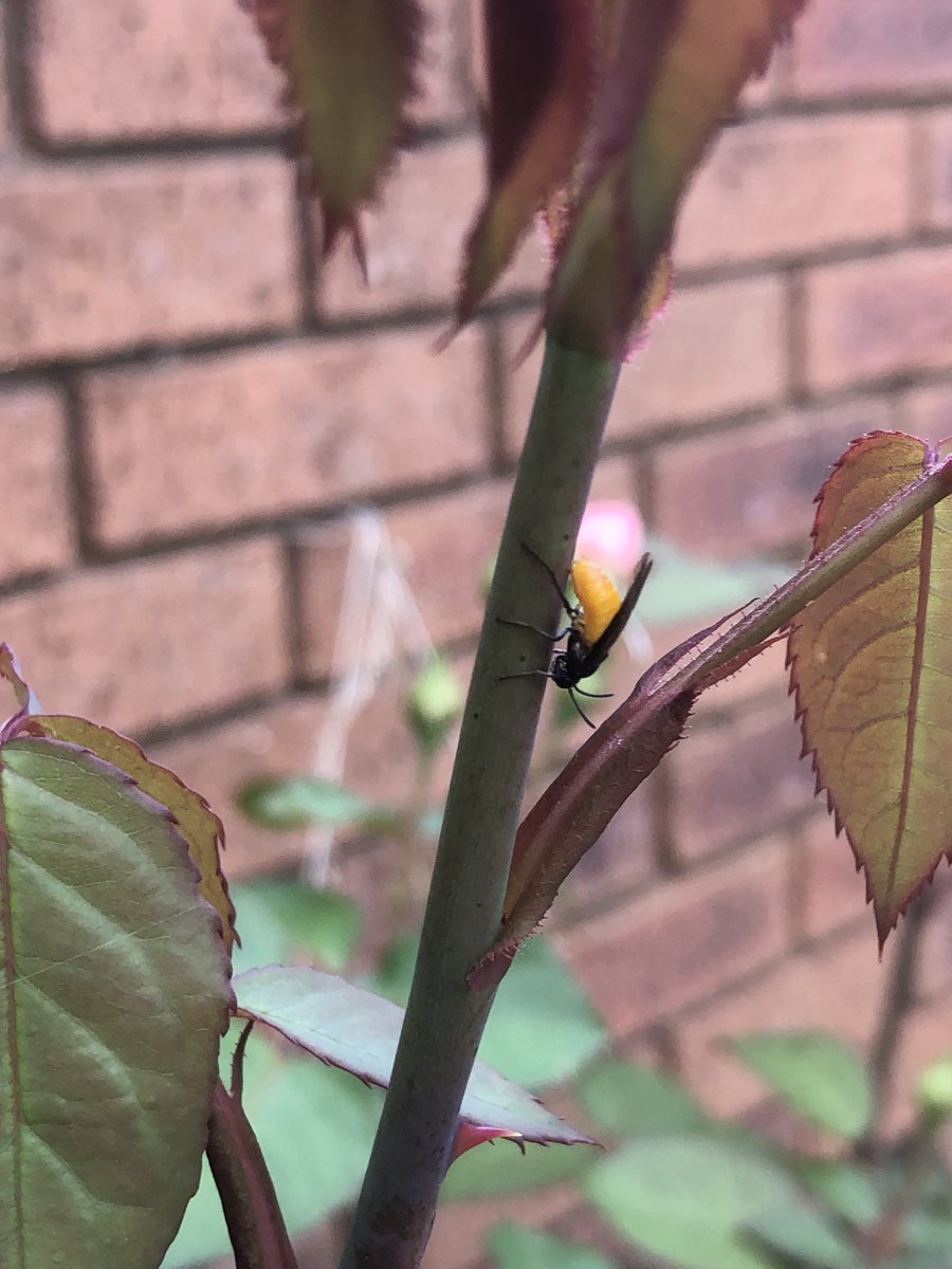 simonbates71's tweet photo. @DAustinRoses just seen this little creature on my roses 🌹, any information would be appreciated please 🙏 https://t.co/XY9BQLk447