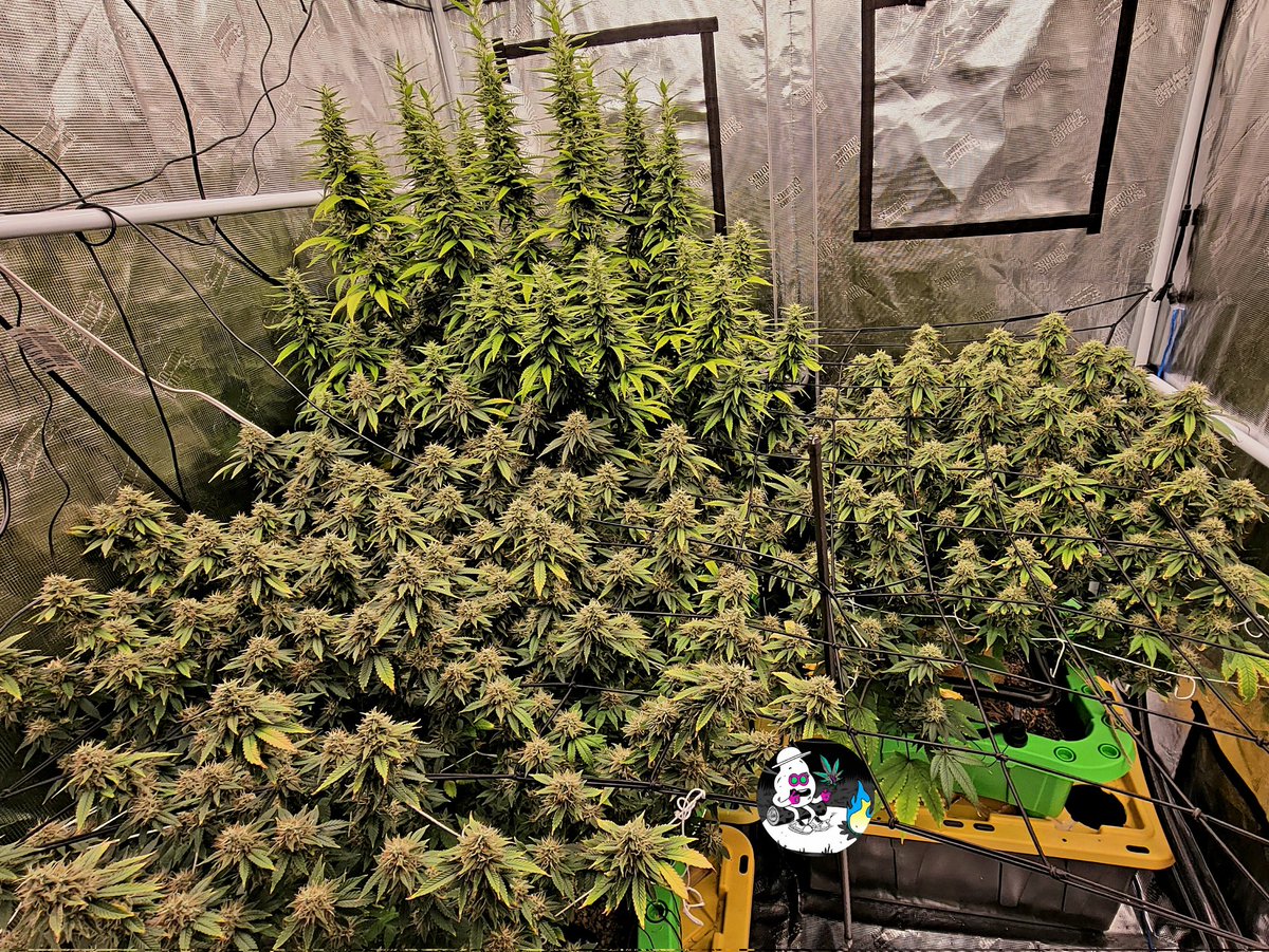 Picked some lower branches to have an early taste test. The 2 shorter plants are getting close to flush time. 
#OnlyPlant #420friendly #StonerFam #weedlife #cannabis #growyourown #hydro