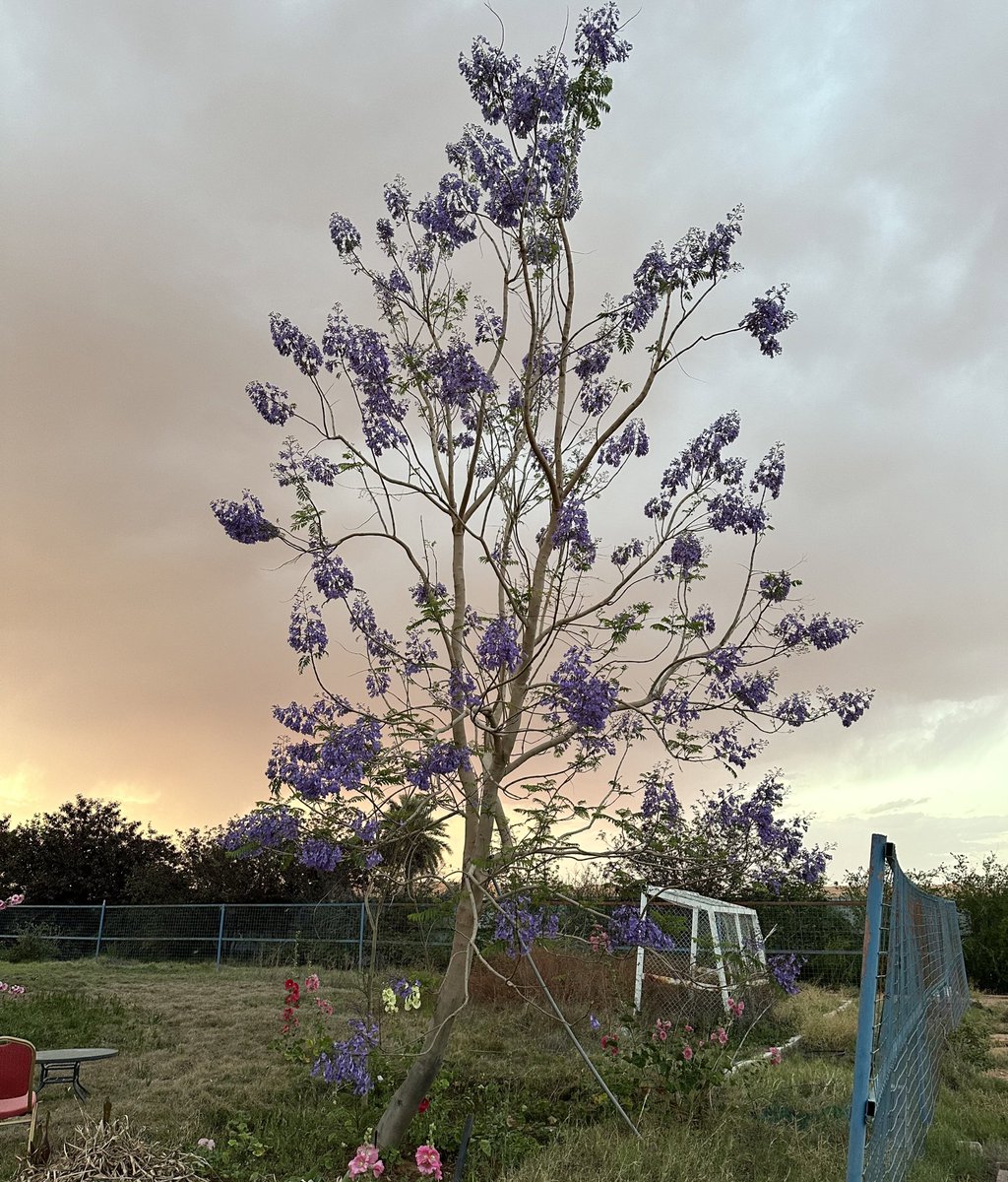 شجرة الجاكرندا Jacaranda mimosifolia في منطقة #حائل خلال فصل الربيع وفي بداية الصيف والآن.
#زراعة #أشجار #جاكرندا