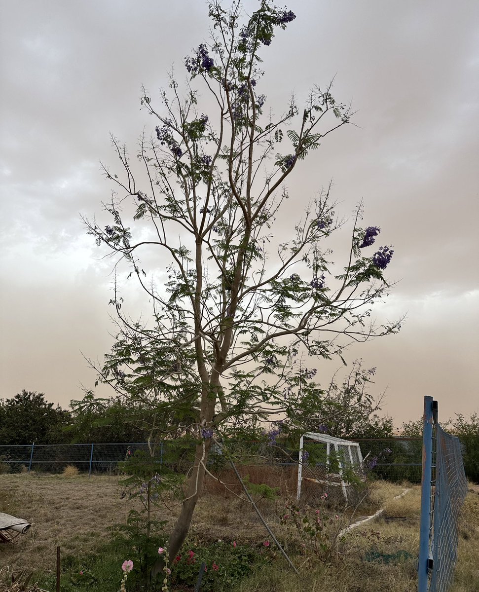 jnnan_sa's tweet photo. شجرة الجاكرندا Jacaranda mimosifolia في منطقة #حائل خلال فصل الربيع وفي بداية الصيف والآن.
#زراعة #أشجار #جاكرندا https://t.co/I0u87qdN1p