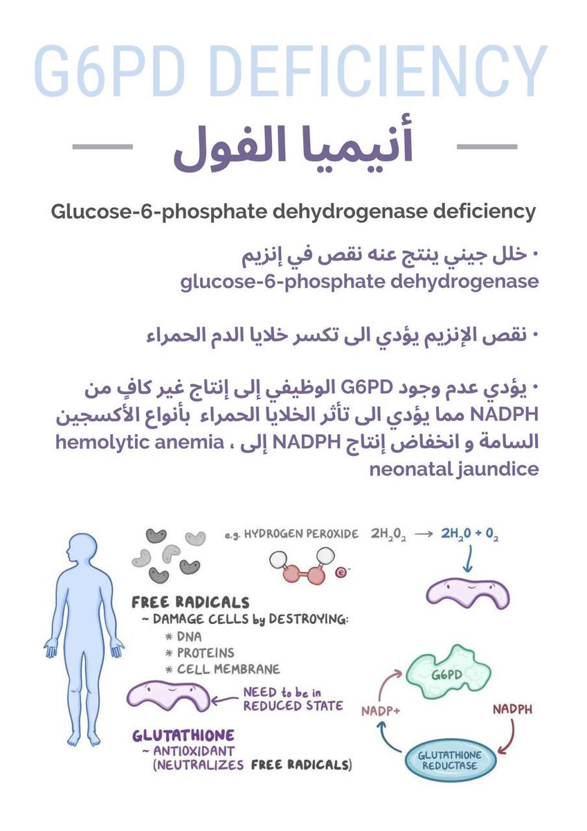 Masma__'s tweet photo. واحد من أكثر الملخصات اللي تعبت عليهم هو هذا 🥰

لخصت أنيميا الفول بشكل كامل وممتع وبسيط أسبابها، كيف تحدث، تشخصيها وأعراضها ✅ https://t.co/WZWzTlmXSW
