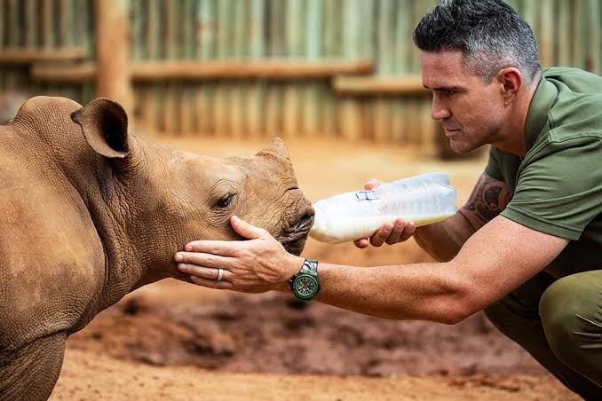 AyshahAwan's tweet image. &quot;They call themselves conservationists… conservation is not flying to South Africa and shooting a rhino, shooting a leopard, standing over a giraffe.&quot;
Kevin Pietersen 
#BanTrophyHunting 
#TrophyHuntingMustEnd 
#HuntingIsNotConservation
#SaveWildlife #SaveRhino 🦏
#endpoaching