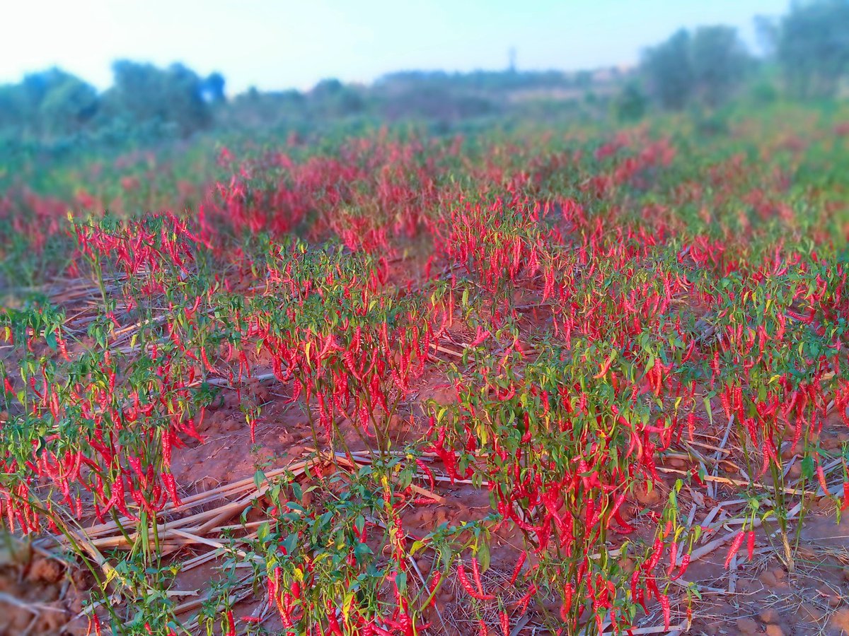 NtDavid5's tweet photo. #farm of chili same where at BUGESERA https://t.co/noYRXoRYq9