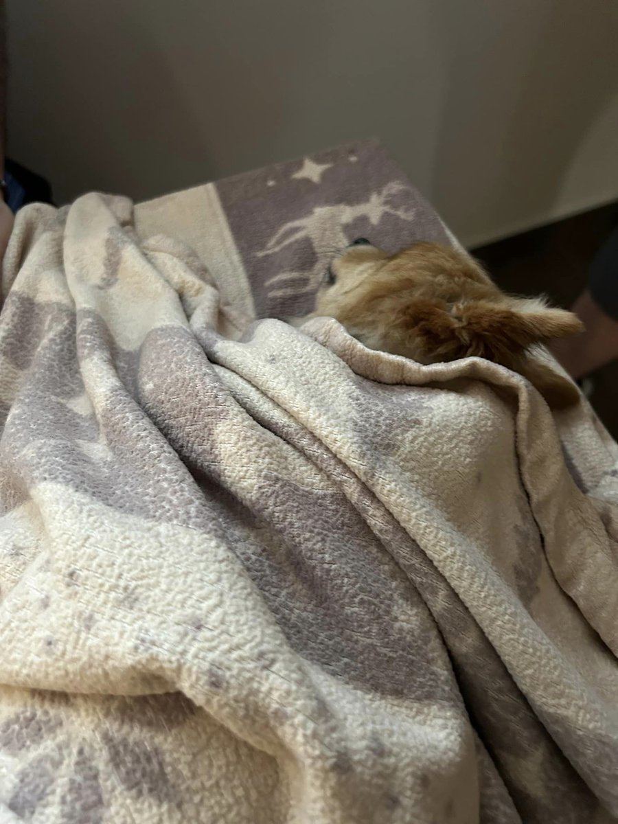 Que dire de plus...

Tu as été mon cadeau de Noël, mon compagnon de vie, mon partner de péripéties. 📷

Je suis si fier de toi. Je t’aime et tu apportais tellement de bonheur dans ma vie. 

Continue d’être un bon chien, là où tu es.
Scoop, sache que je ne t’oublierai jamais 🥺😭