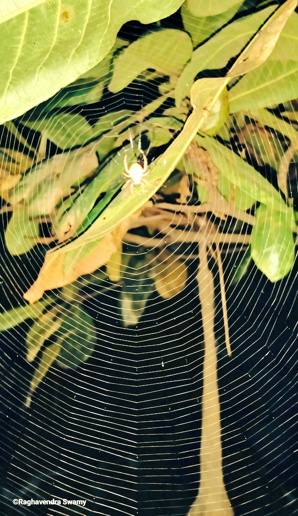 bennishiroor's tweet photo. I just found a working #architect in our home yard..
The #spider ๐ท๏ธ web ๐ธ๏ธ - is inspiring one to us, for making web/net! This #insect is much more advanced than any other insect in this world! It doesn't know any #Mathematics or #DesigningSoftware, yet frames a wonderful #web!! https://t.co/W12DDwFJYc