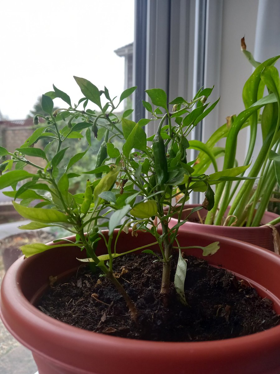 Colmanskid's tweet photo. @GWandShows Evening all, was given a chilli plant by a friend but they didn't know the variety. Any clues out there https://t.co/jjXw1n2ITN