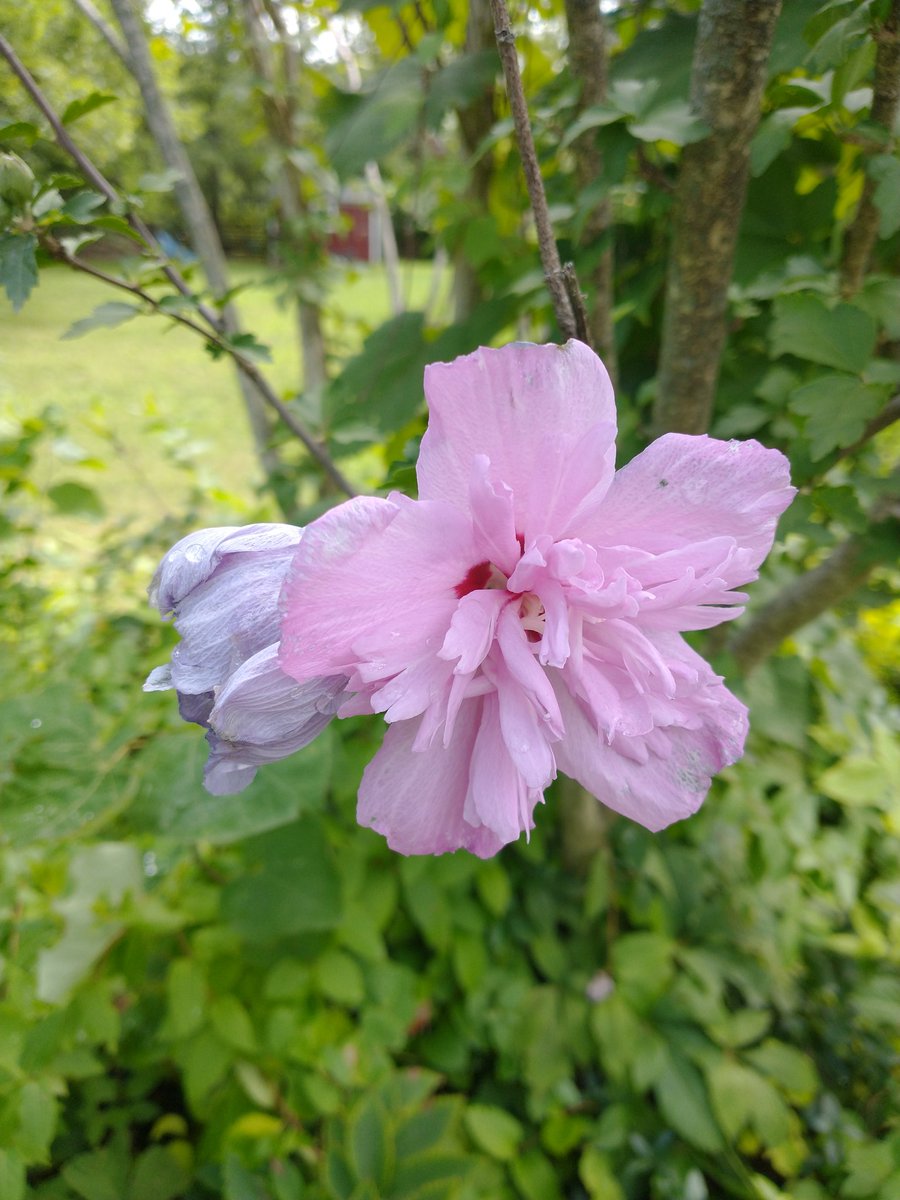 CassDonish's tweet photo. Sunday #FlowerReport but also #CatReport https://t.co/W6gUw2KT0K