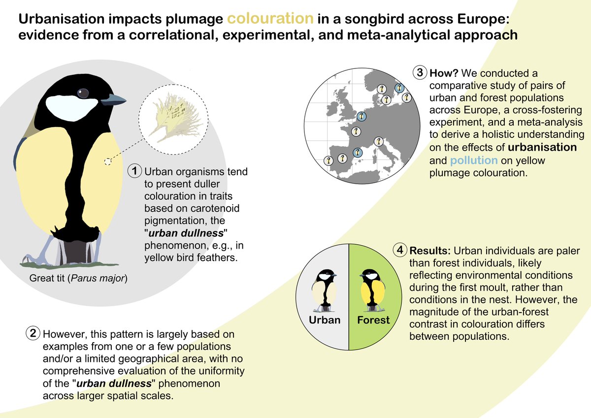 📢#Urban Great Tits are paler than their forest counterparts across Europe Delighted to see our latest findings out in @AnimalEcology besjournals.onlinelibrary.wiley.com/doi/10.1111/13… See the graphical abstract ⬇️ for an overview of the study #ornithology #birds #colouration