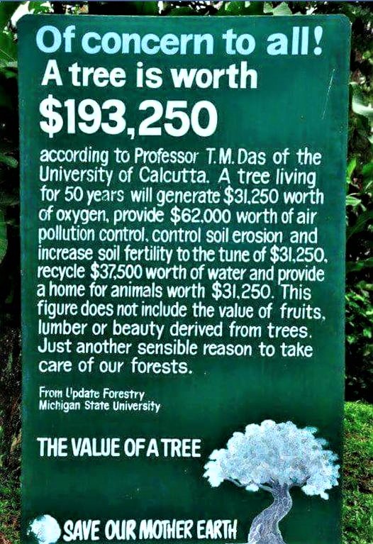 Night thoughts Nature is worth more than we assume! If our currencies were backed not by gold but by trees, I think overnight our millionaires and billionaires would suddenly become forest owners and reforestation would proceed at a rapid pace. Just a mention.💚🌳🌲🌱🍀💚