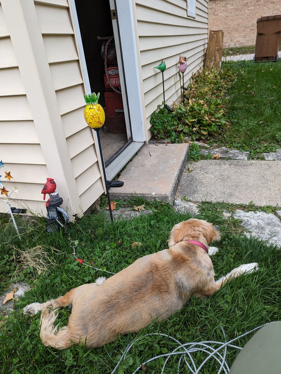 BusteReka's tweet photo. Late summer garden supervising... Working to earn OT nap hours. 🐾💤🎍 https://t.co/dRuJrOXm3A