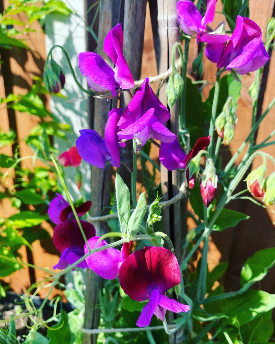Hayley_Sayers1's tweet photo. @GWmag My forever fave since childhood &amp; even had them in our wedding flowers as a special memory 💕 @TheMontyDon @GWmag https://t.co/OT8tlShdTZ