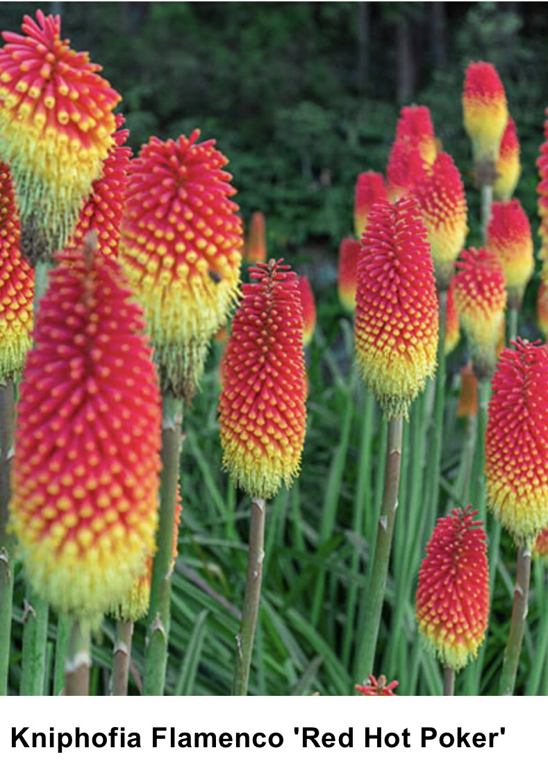 CoAntrimMassive's tweet photo. @gingermfc_ @FireBabes3 It’s a red hot poker https://t.co/bKyZjjoyvm