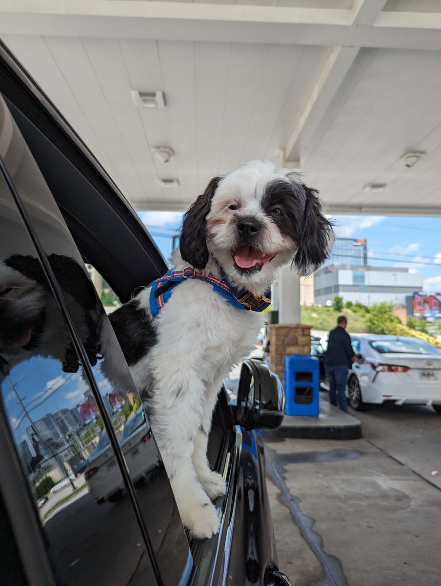 Truffle loves the smell of gas too ⛽